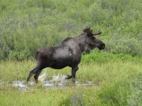 Moose